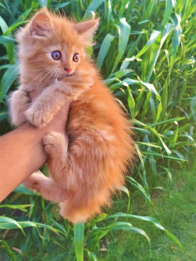Fluffy Ginger Kitten 2 Months Old Litter Trained Healthy
