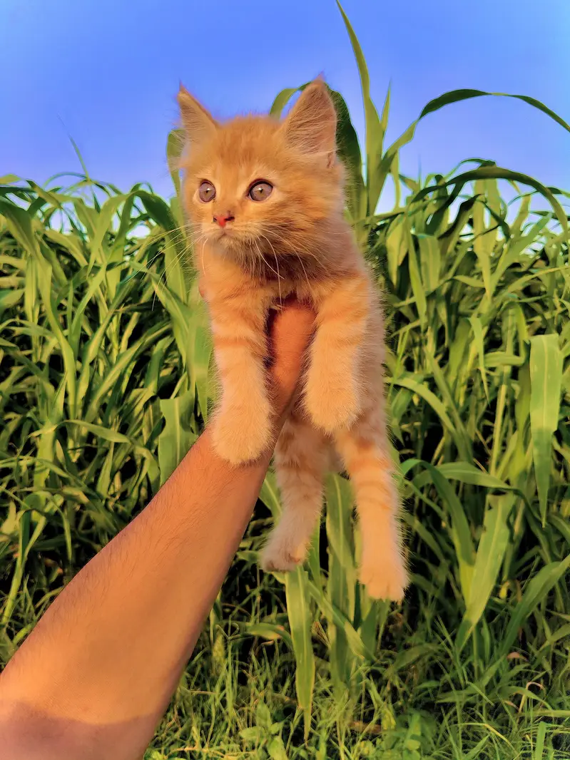 Fluffy Ginger Kitten 2 Months Old Litter Trained Healthy — photo 2