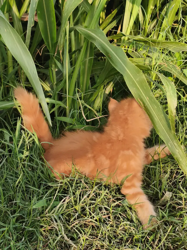 Fluffy Ginger Kitten 2 Months Old Litter Trained Healthy — photo 3