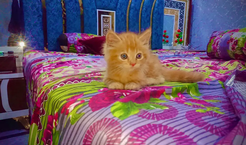 Fluffy Ginger Kitten 2 Months Old Litter Trained Healthy — photo 4