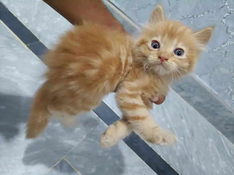 Fluffy Ginger Kitten 2 Months Old Litter Trained Healthy — photo 5