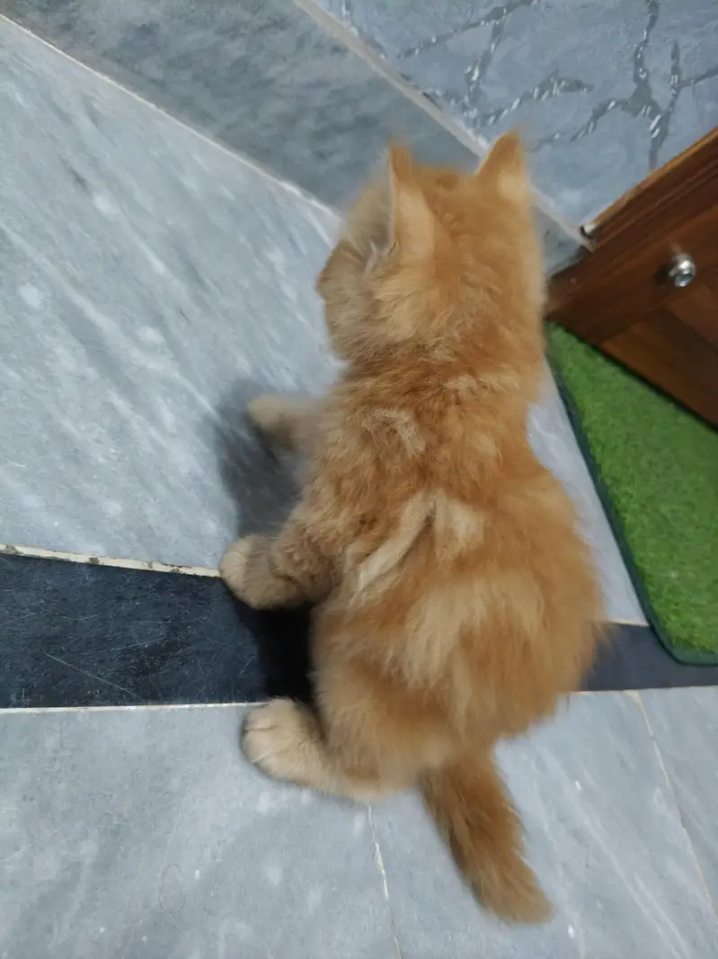 Fluffy Ginger Kitten 2 Months Old Litter Trained Healthy — photo 6