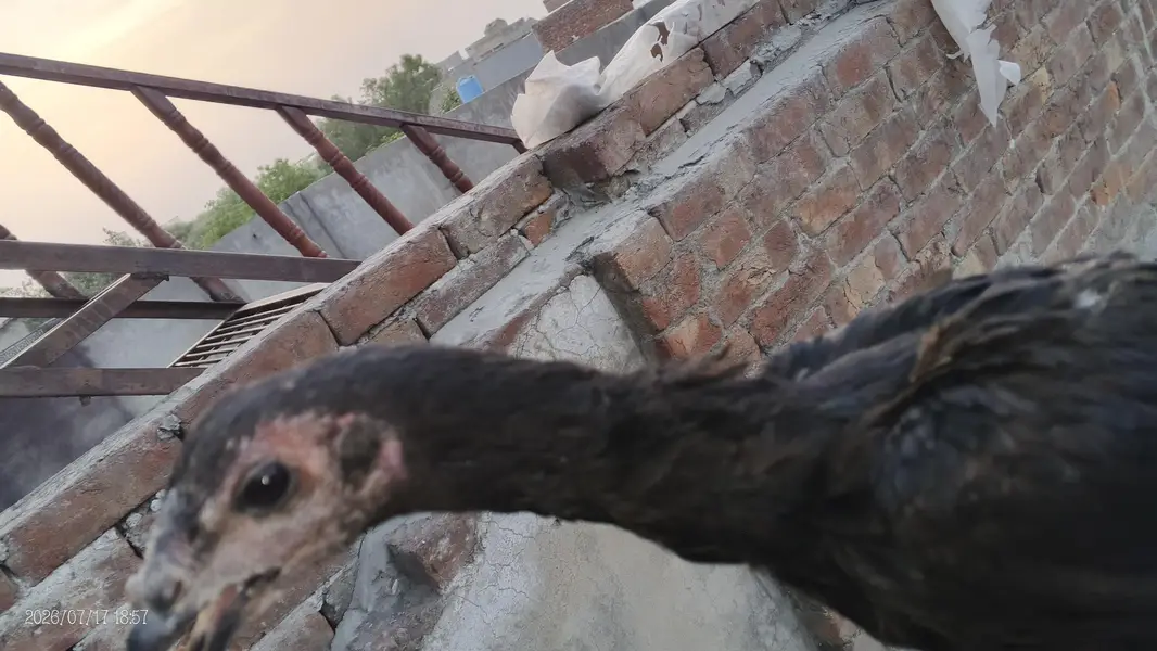 assel chicks — photo 2
