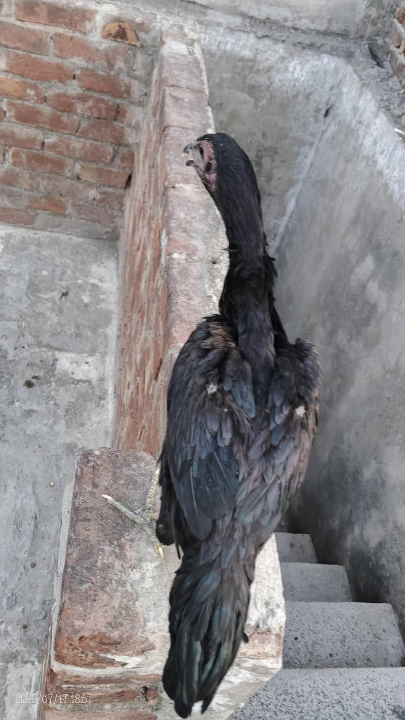 assel chicks 2