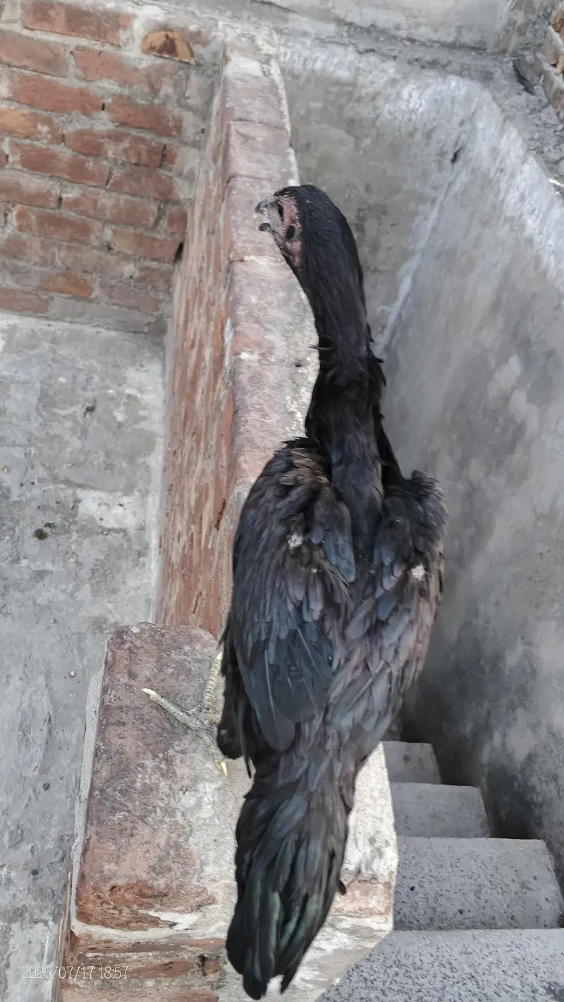 assel chicks — photo 3