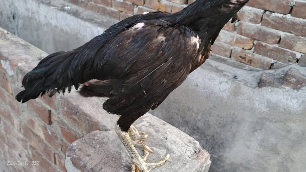 assel chicks 5