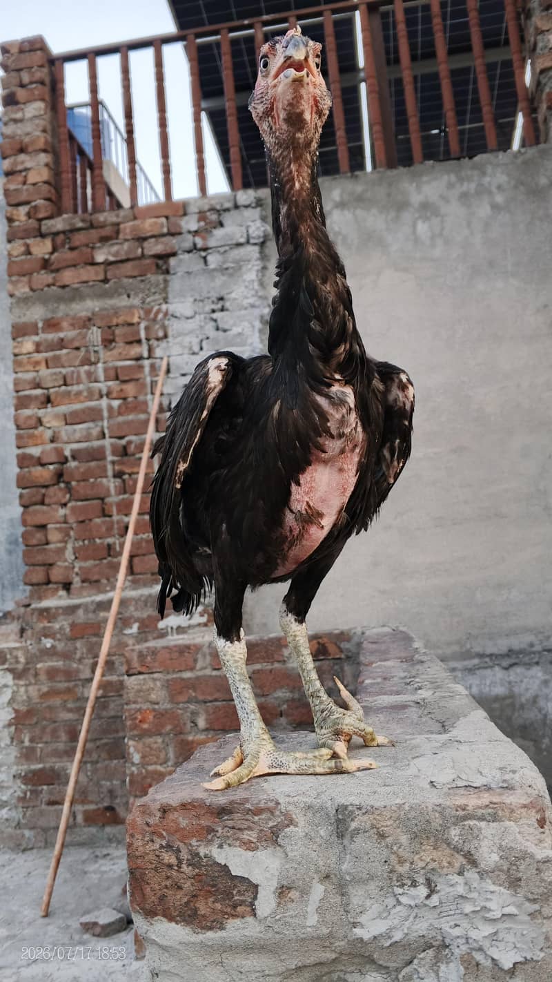 assel chicks 8