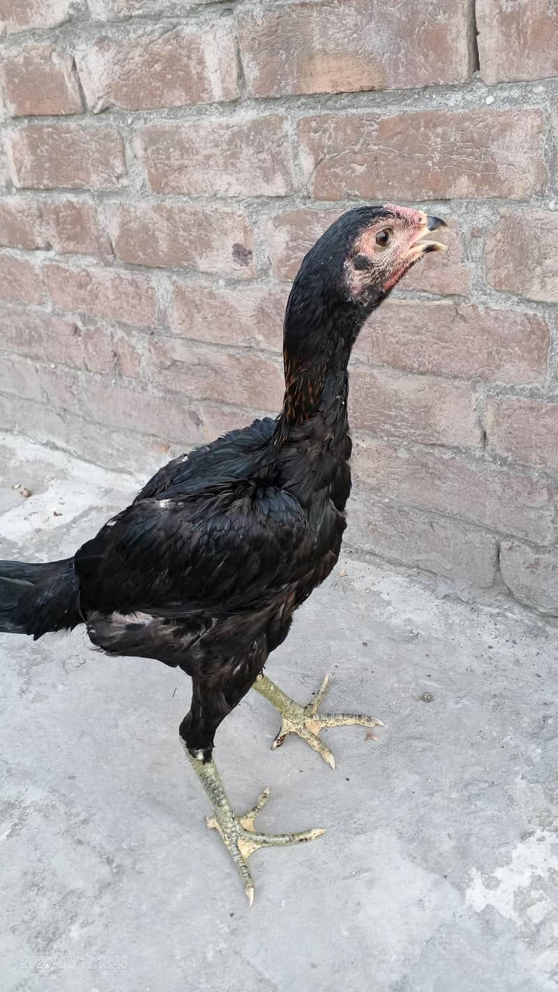 assel chicks 14