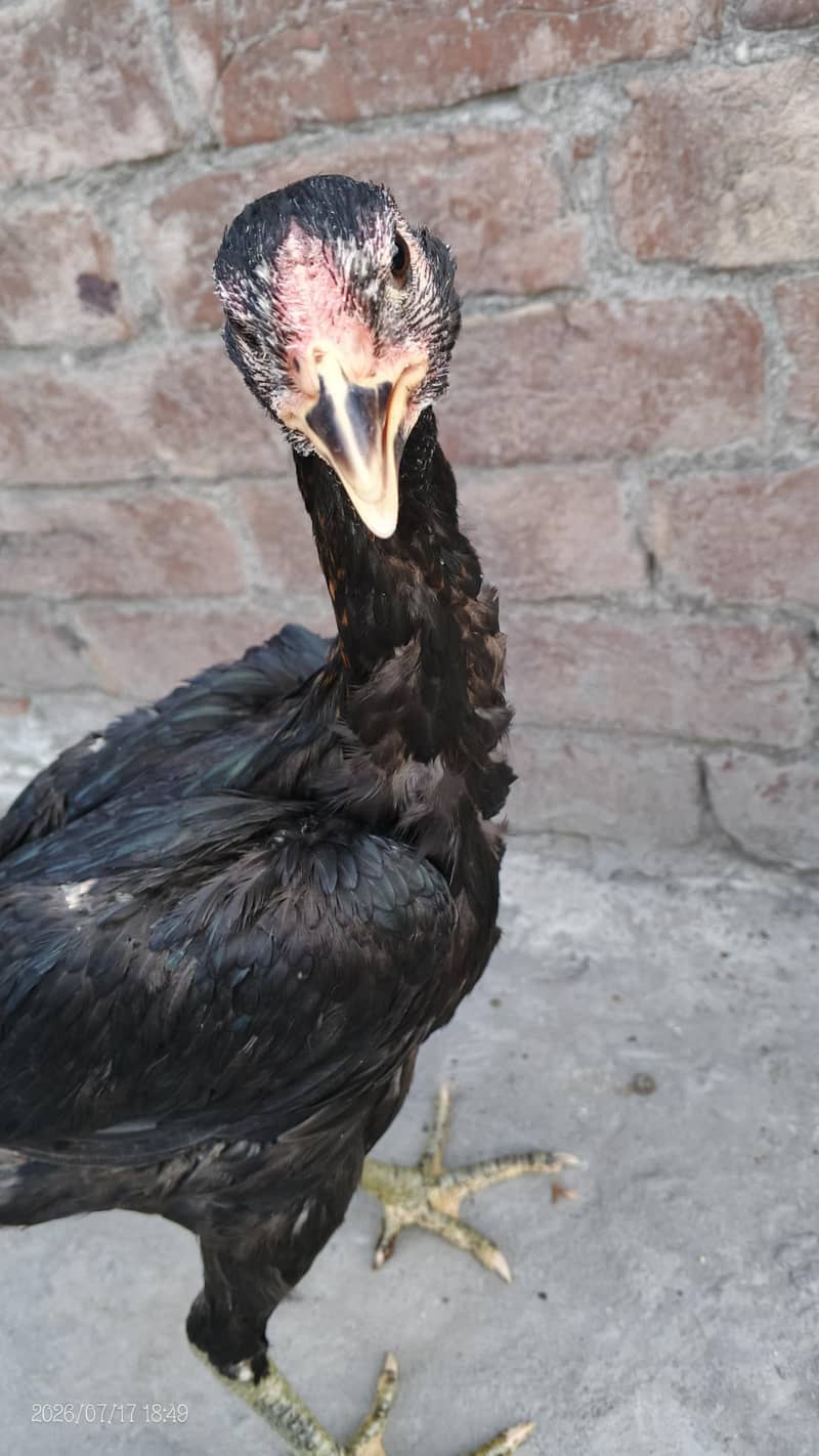 assel chicks 15