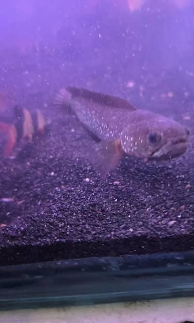 fish sale