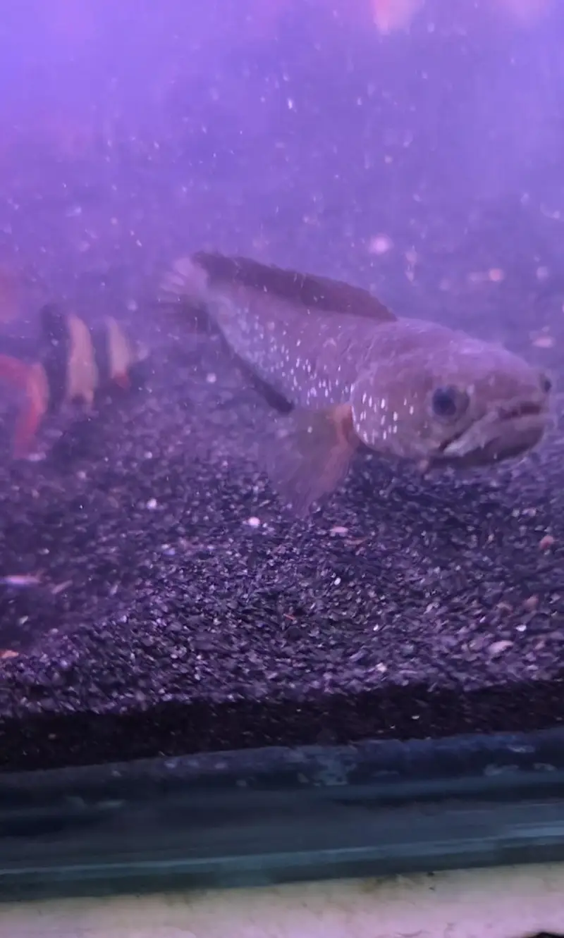 fish sale