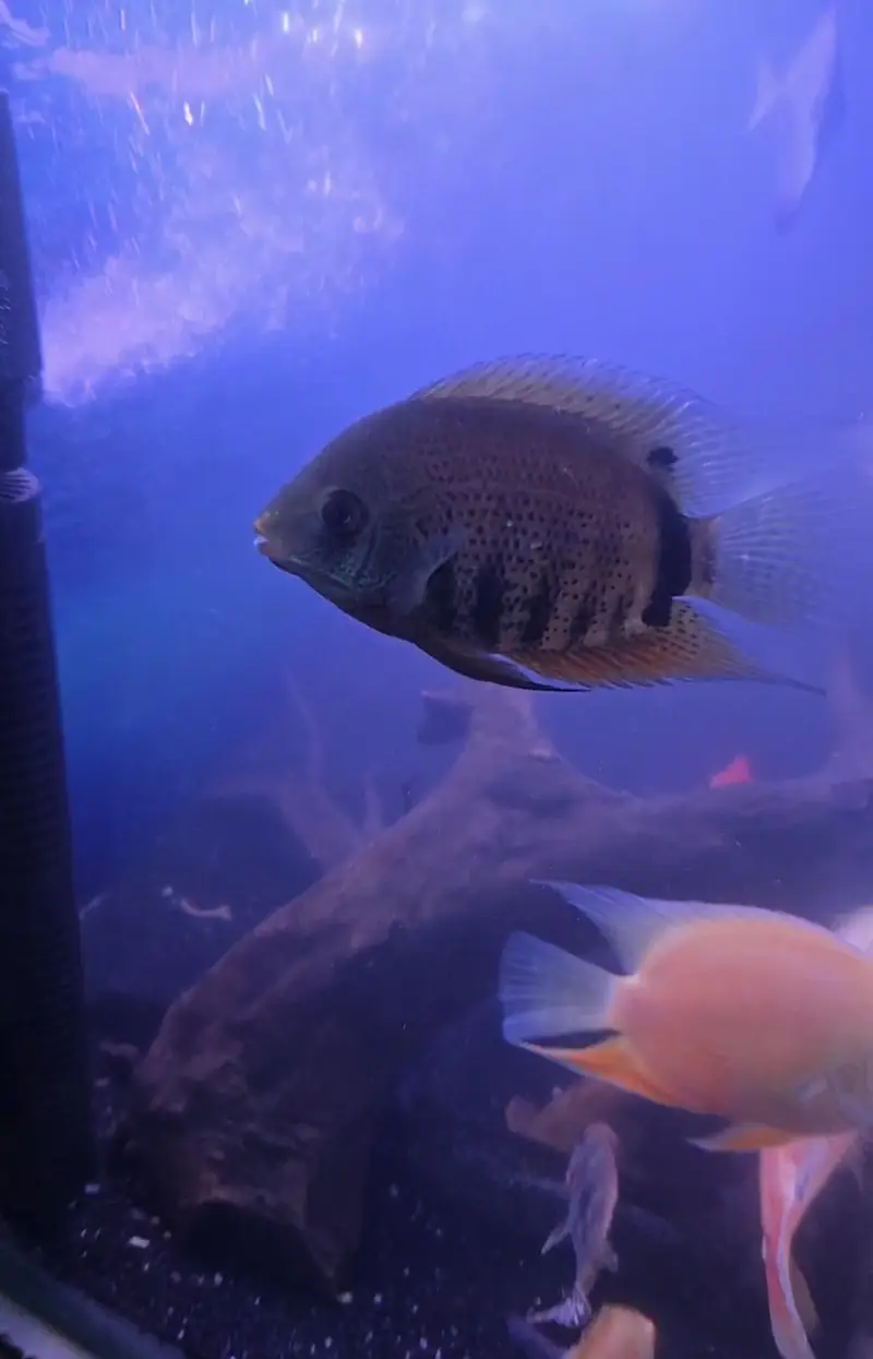 fish sale — photo 2