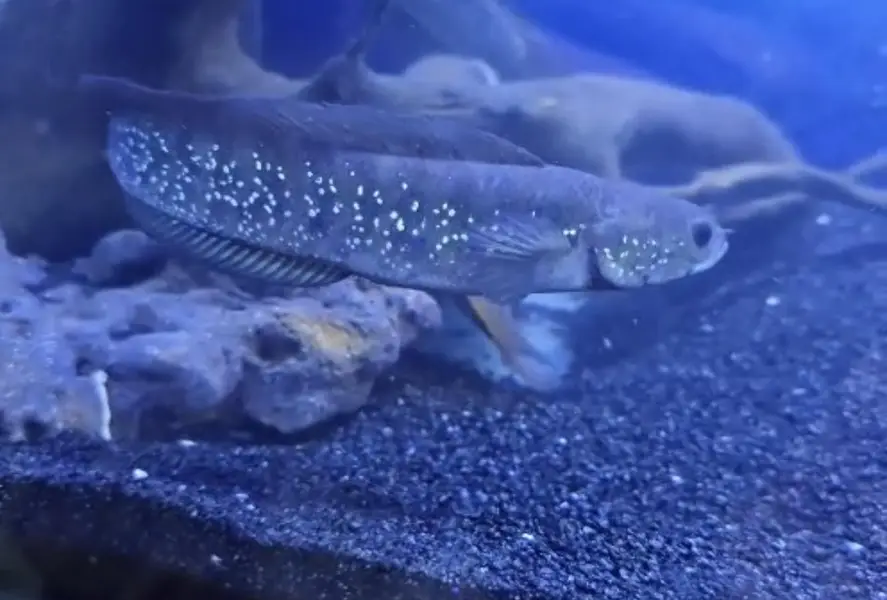 fish sale — photo 4