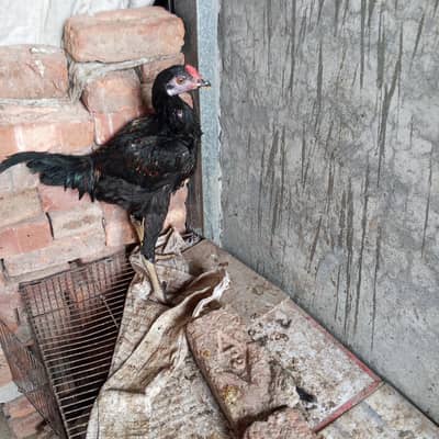 Aseel hens for sale