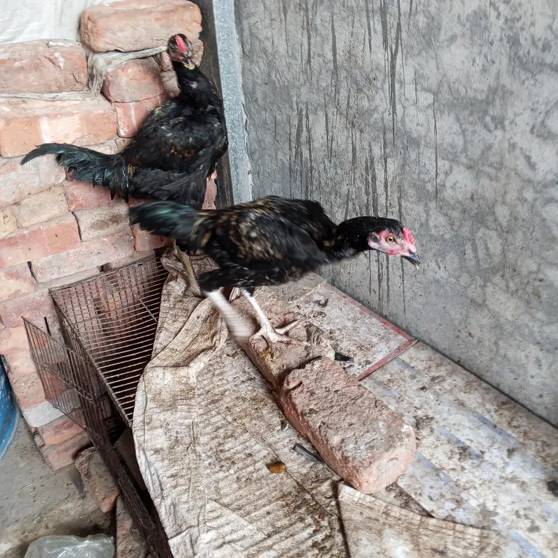 Aseel hens for sale — photo 2