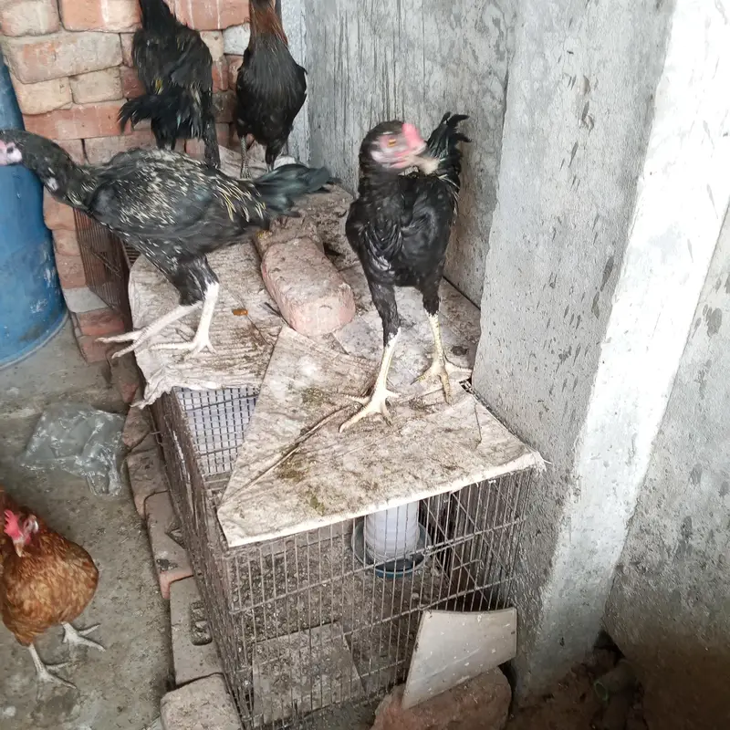 Aseel hens for sale — photo 3