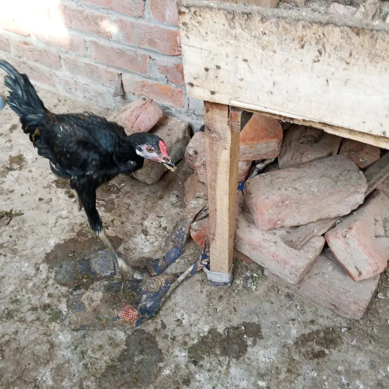 Aseel hens for sale — photo 4
