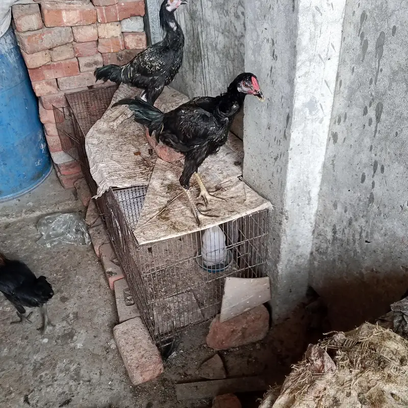 Aseel hens for sale — photo 5
