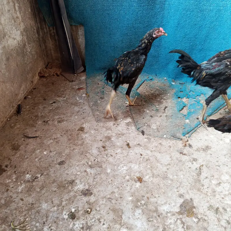 Aseel hens for sale — photo 6