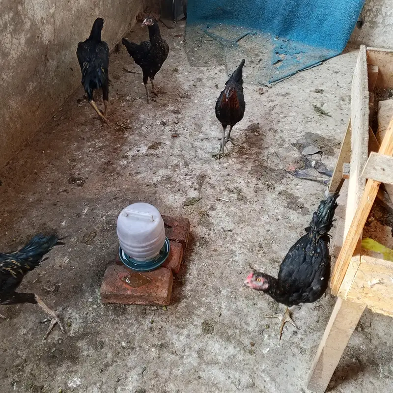Aseel hens for sale — photo 7