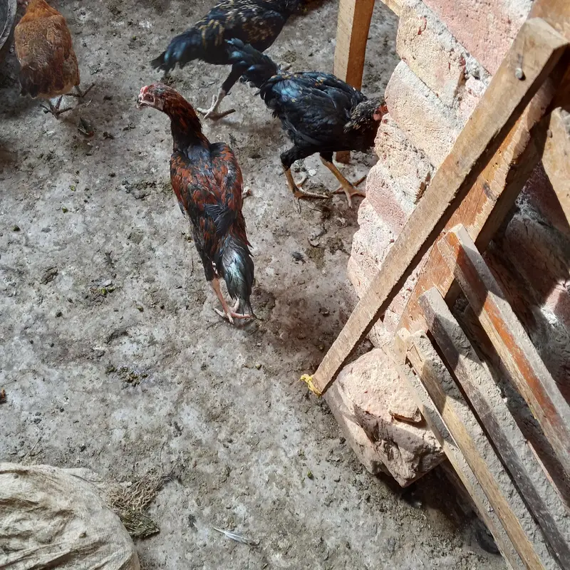 Aseel hens for sale — photo 8