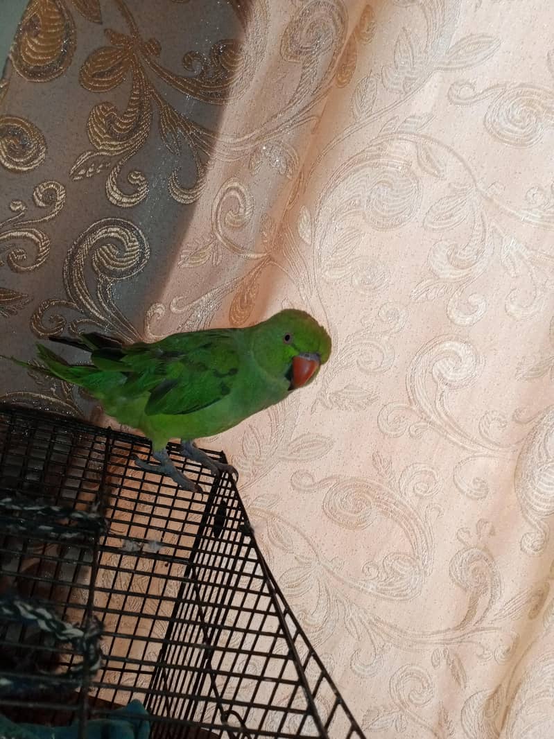 parrot 0