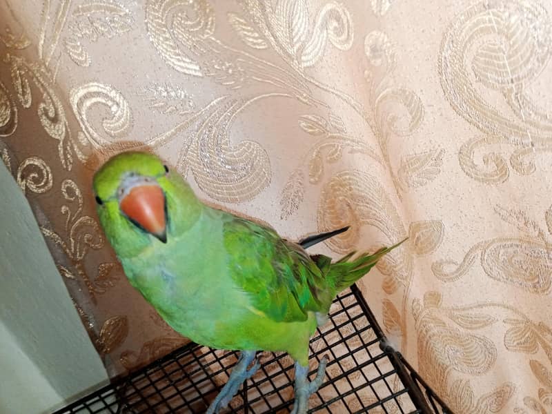 parrot 1