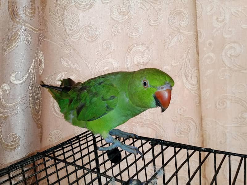 parrot 2