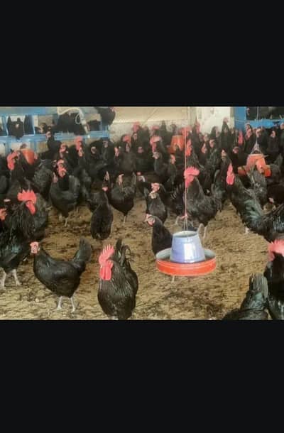 golden misri chicks. . . . . .