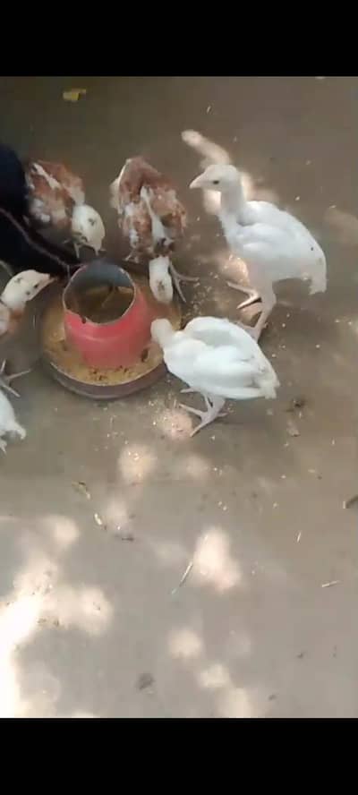 Aseel Chicks for sale