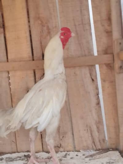 heera aseel for sale