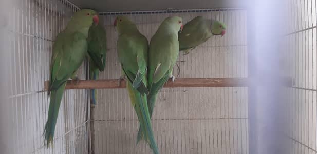 Ringneck male & female only breeding