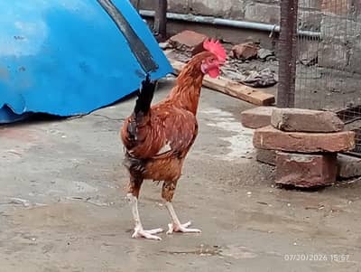 Desi patha , Ghar mei Pala hei
