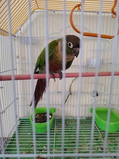 green cheek conure one piece