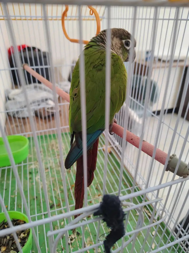 green cheek conure one piece — photo 2