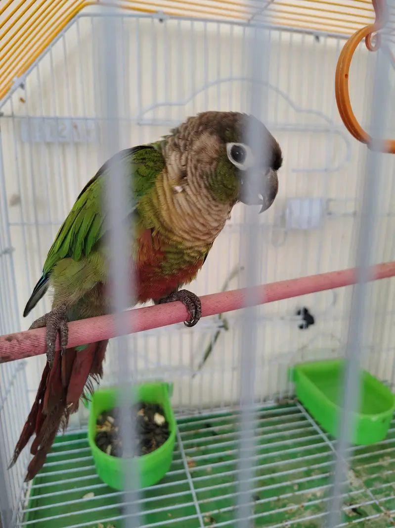 green cheek conure one piece — photo 3