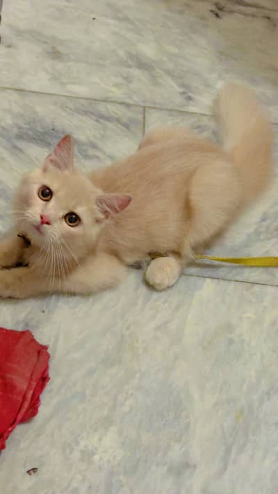 Persian kitten Fawn colour  female Vaccinated