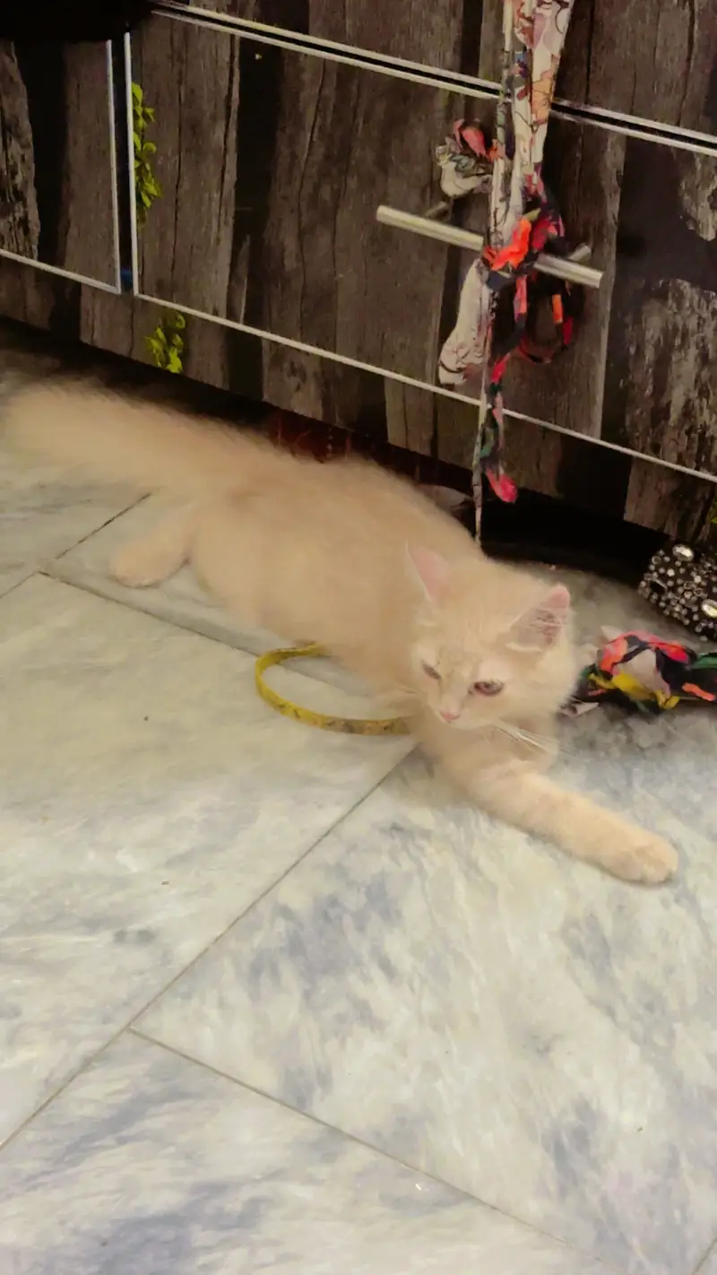 Persian kitten Fawn colour  female Vaccinated — photo 2