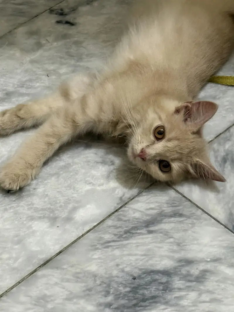 Persian kitten Fawn colour  female Vaccinated — photo 3
