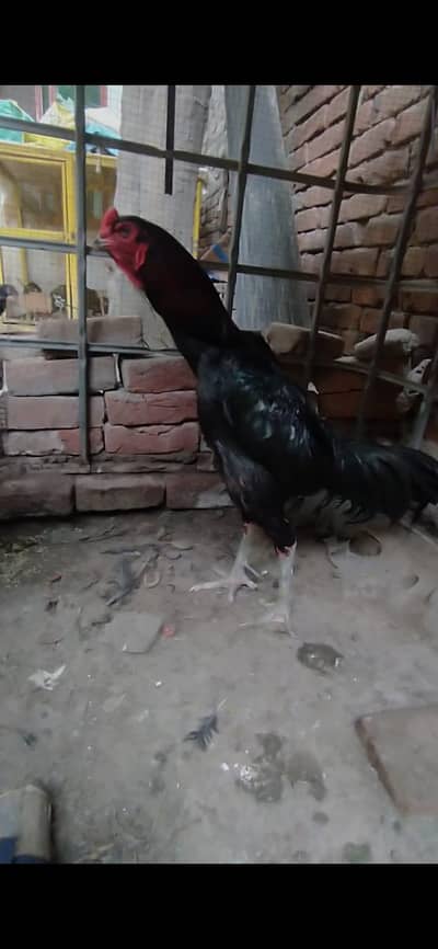 shamo Thai cross. 3 male 3 female