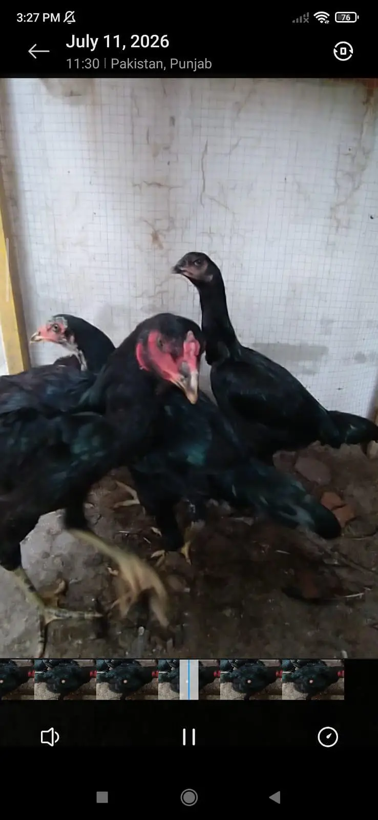 shamo Thai cross. 3 male 3 female — photo 3