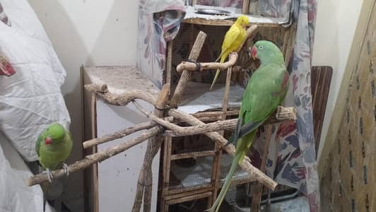 Raw Semi taim female