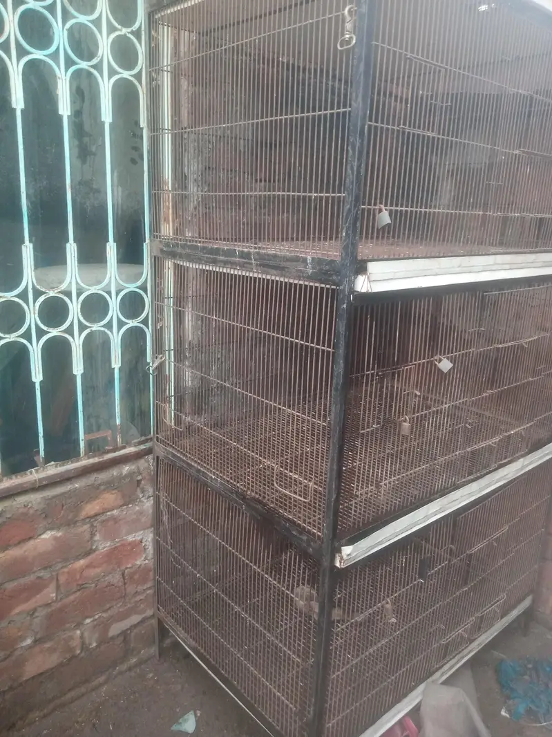 birds pinjra a one ok — photo 3