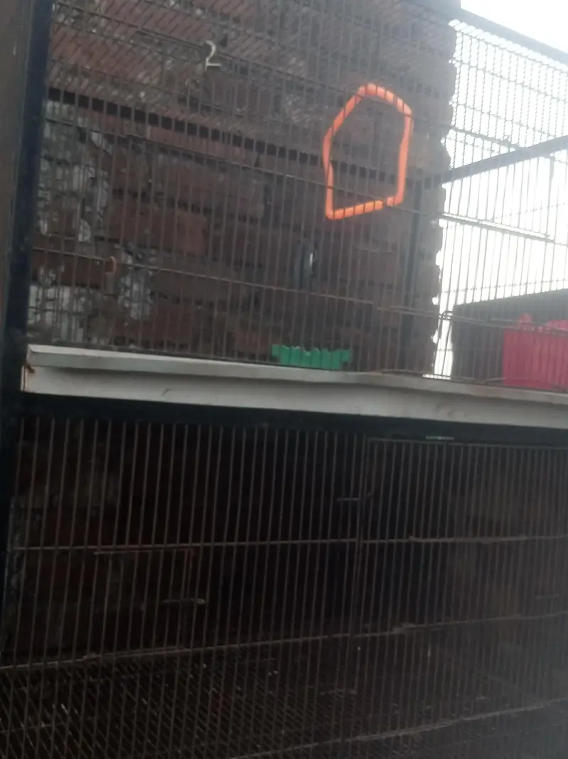 birds pinjra a one ok — photo 6