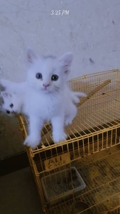 Persian Kitten| punch Face | high quality | double coated |