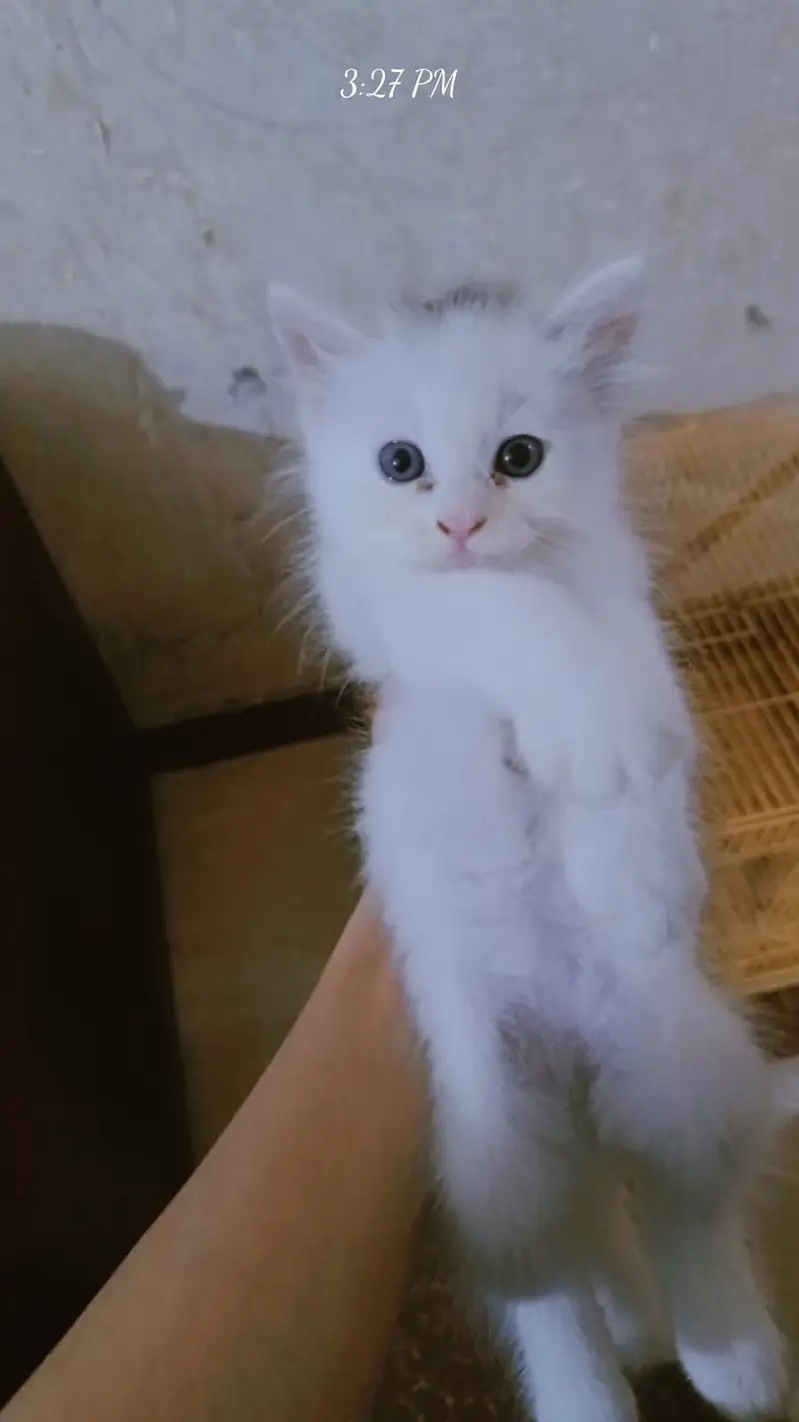 Persian Kitten| punch Face | high quality | double coated | — photo 2