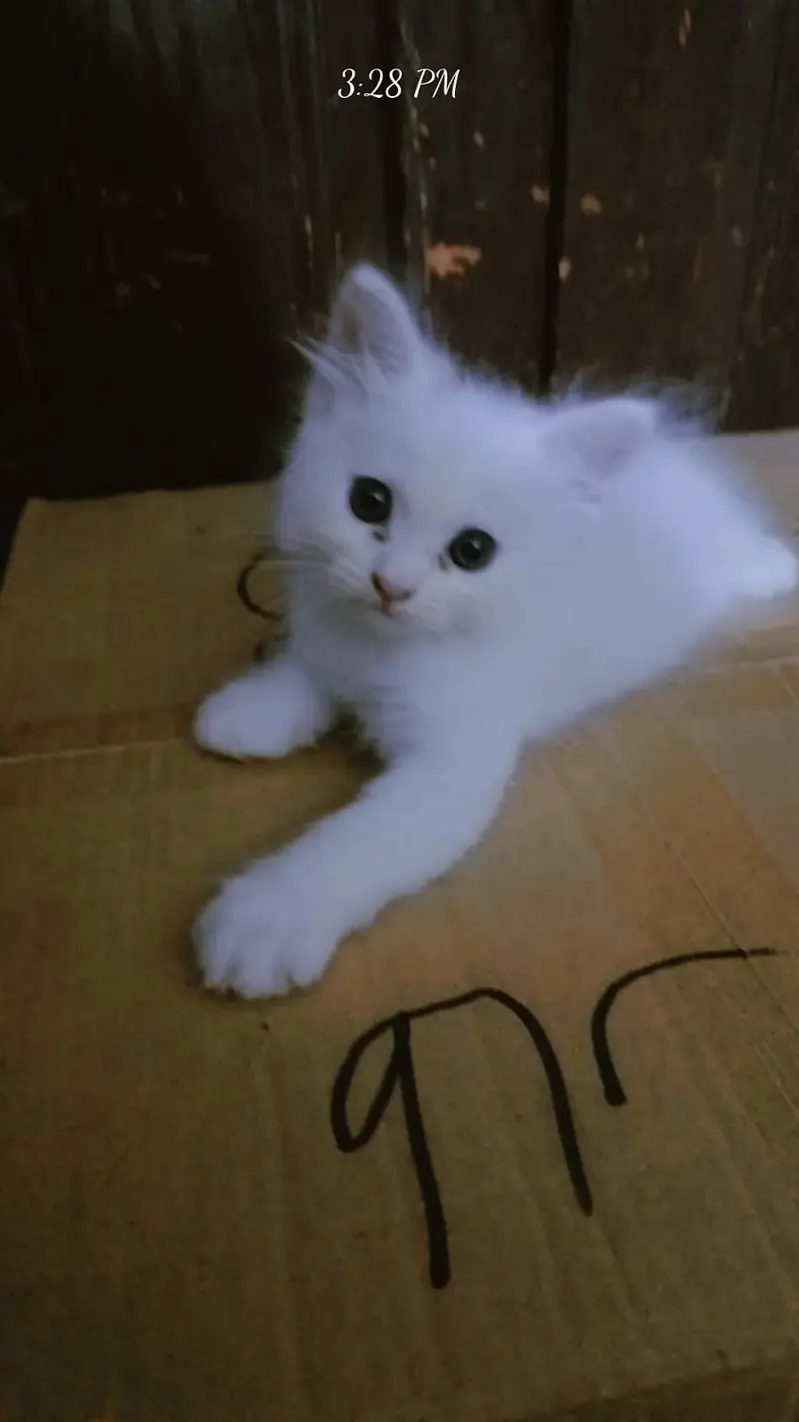 Persian Kitten| punch Face | high quality | double coated | — photo 3