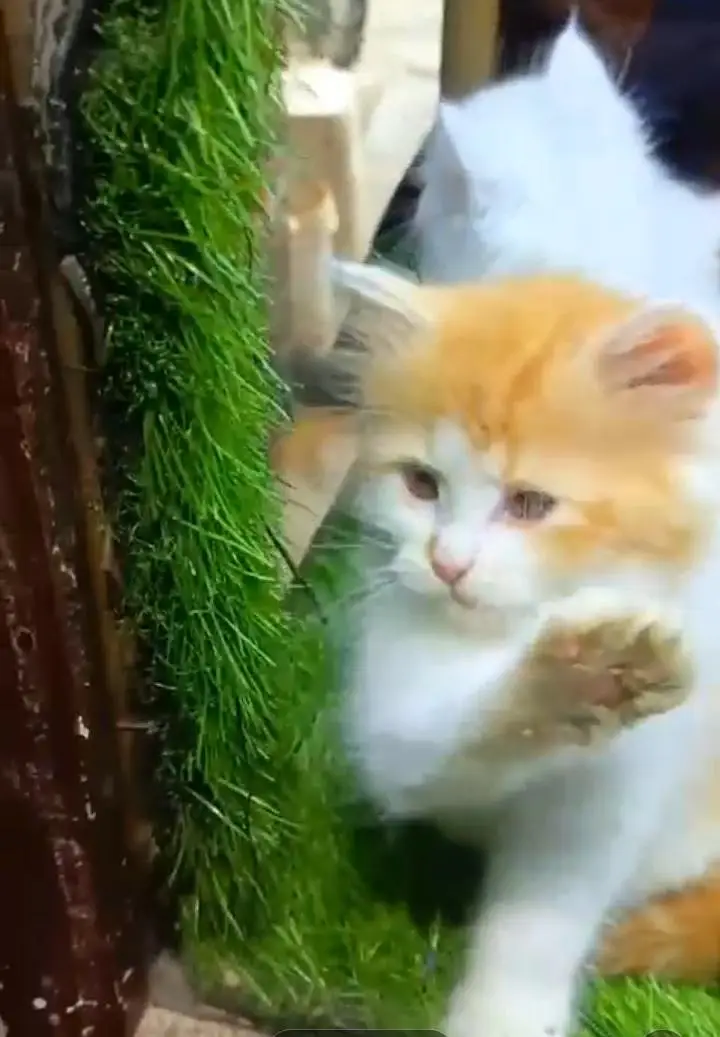 Persian kitten for sale my WhatsApp . 03317047936 — photo 2