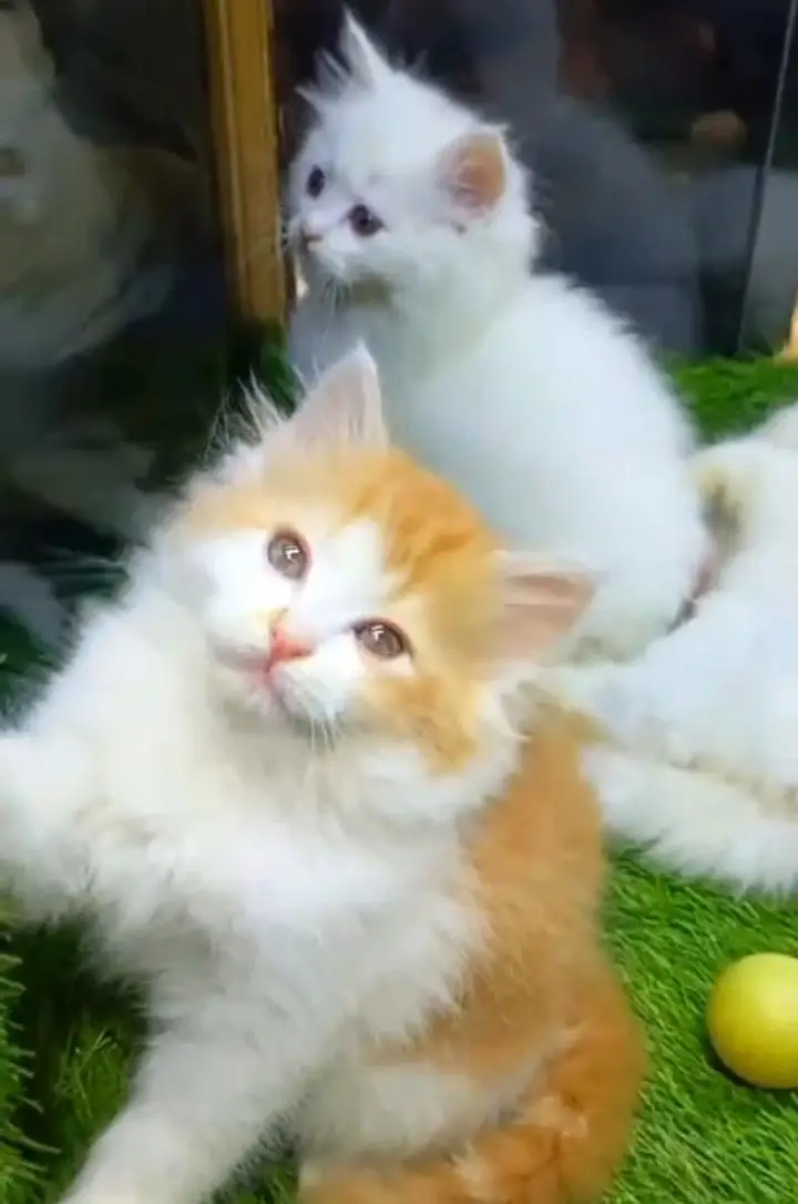 Persian kitten for sale my WhatsApp . 03317047936 — photo 3