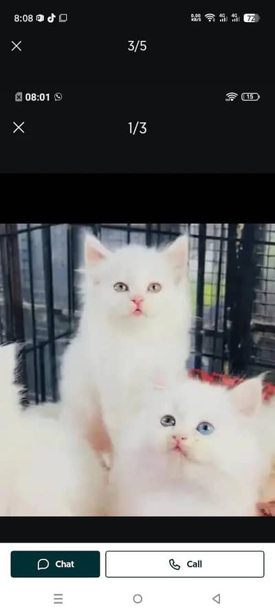 Persian kitten for sale my WhatsApp . 03317047936